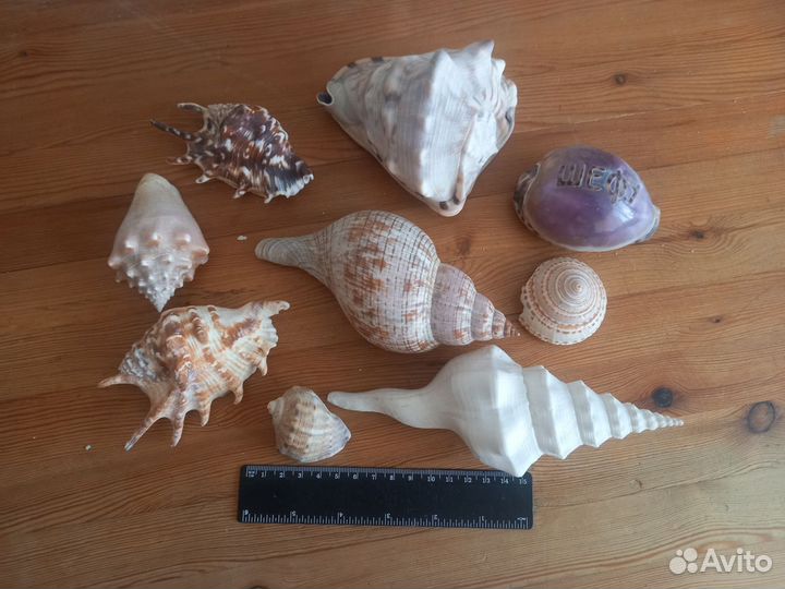 Морские раковины, большие, разные, набор