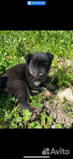 Щенок в добрые руки