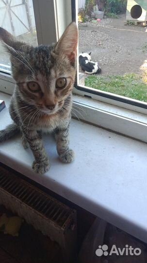 Кошечка в добрые руки