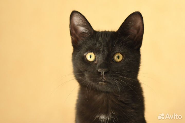 Котенок в добрые руки