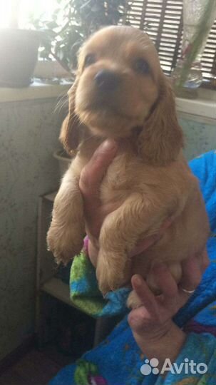 Кокер спаниель