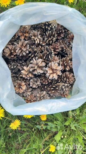 Шишки сосновые