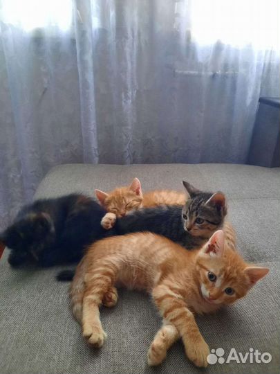 Котята в дар бесплатно