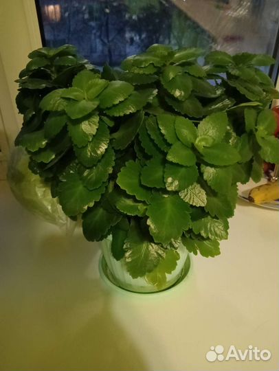 Комнатные цветы