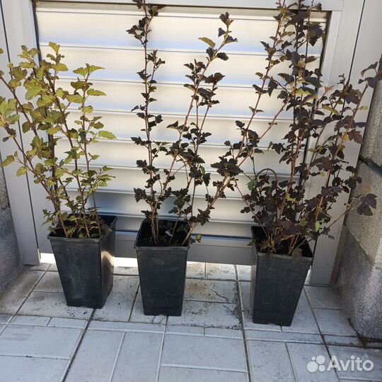 Пузыреплодник Диабло