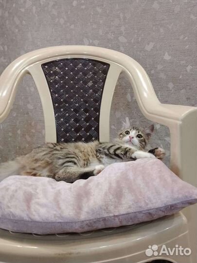 Котенок мальчик в добрые руки