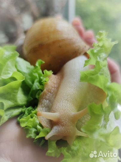 Улитки ахатины