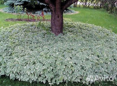 Сныть пестролистная многолетняя