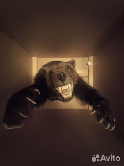 Чучело рассомахи на медальоне