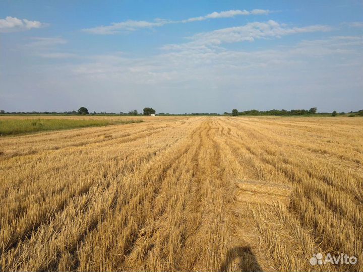 Сено луговое, солома пшеничная и ячменная