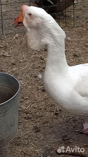 Холмогор гусак