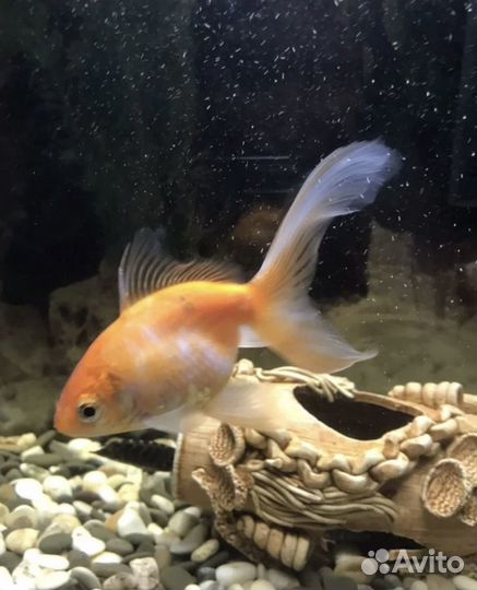 Аквариумные рыбки