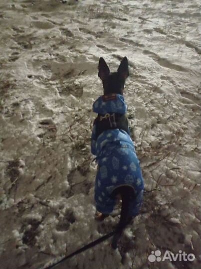 Комбинезон для маленьких собак