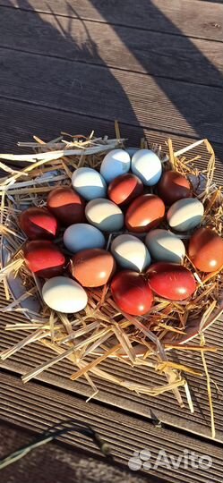 Инкубационное цветное яйцо и цыплята маран