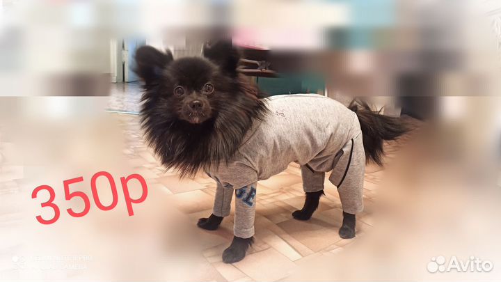 Шлейка,поводок,когтерезка комбинезон для собак