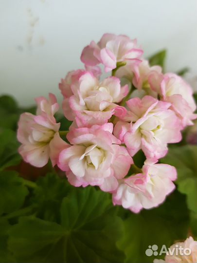 Пеларгония герань