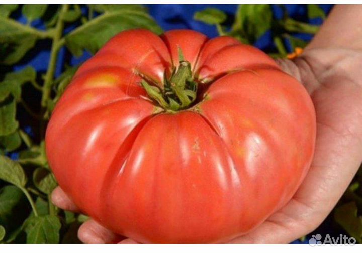 Рассада помидор