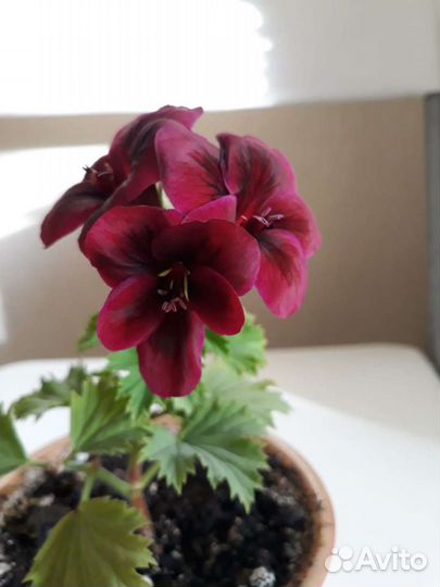 Цветы королевская пеларгония