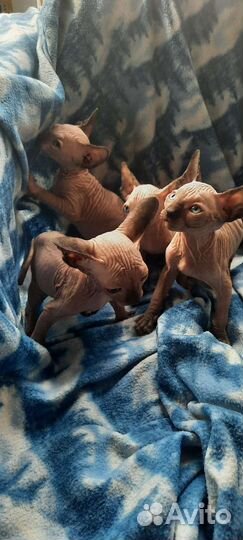 Канадский сфинкс