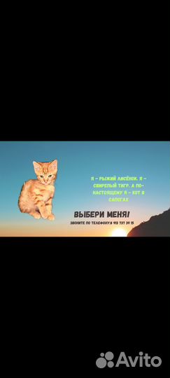 Котодетки 2 месяца