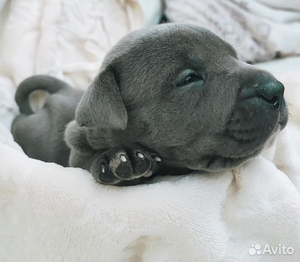 Щенок Пит-бультерьер