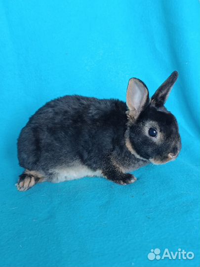 Карликовые рексы