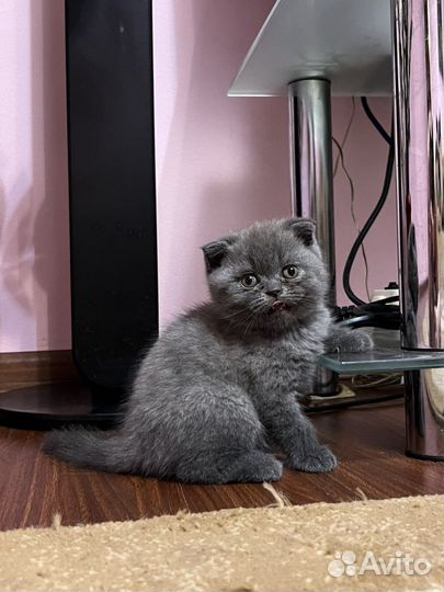 Британская