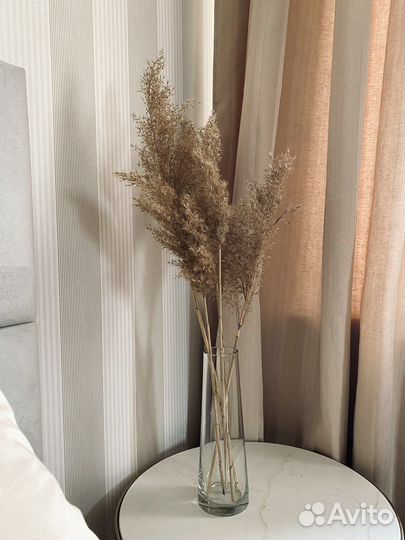 Пампасная трава