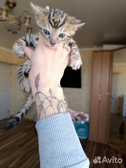 Бенгальский котик