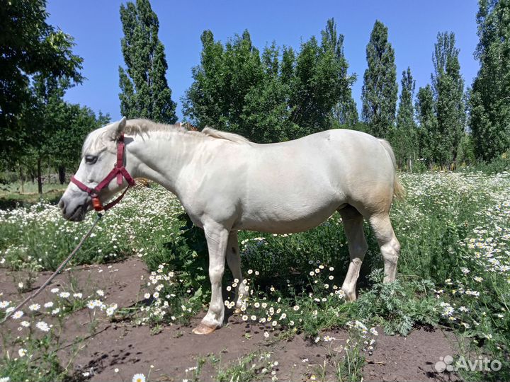 Продается пони