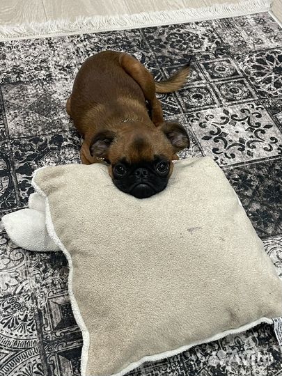 Пти брабансон вязка