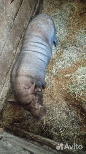 Вьетнамский вислобрюхий хряк