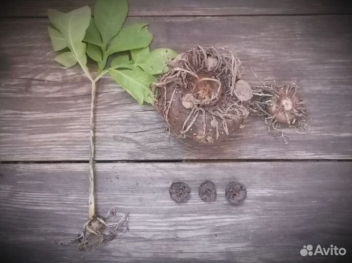 Аморфоаллюс, глориоза