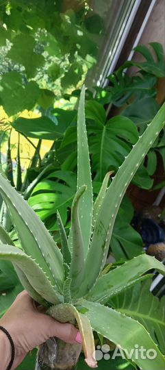 Алоэ вера растение