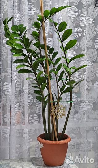 Замиокулькас большой