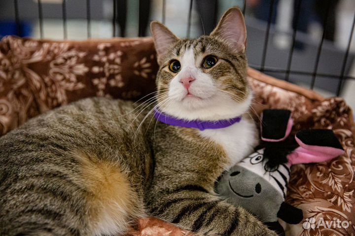 Апач ищет дом