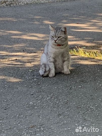 Котики бесплатно в добрые руки