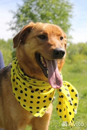 Ласковая Баффи