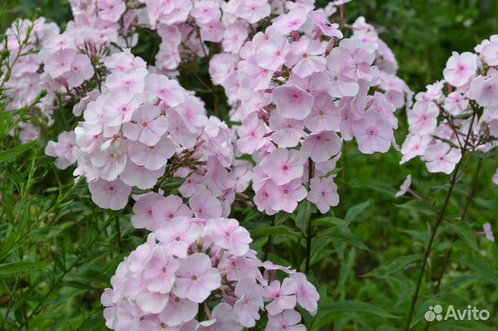 Лилии, флоксы, сентябринка