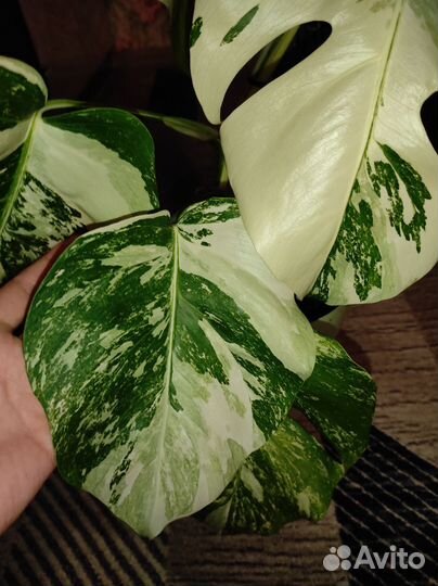 Монстера альба