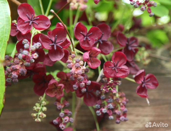 Шоколадная лиана