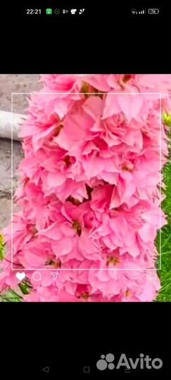 Дельфиниум гиацинтовый