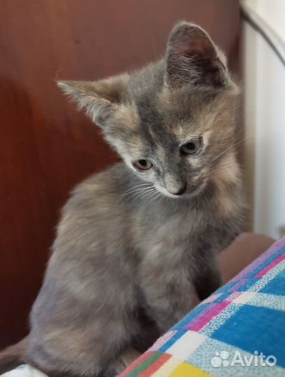 Трехцветный котенок в добрые руки