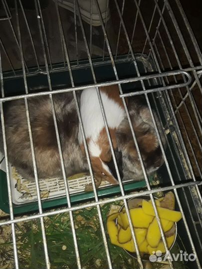 Клетка для кролика большая