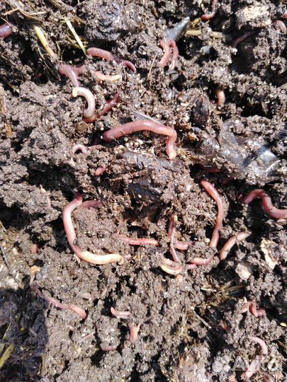 Червь 