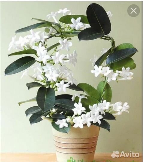 Стефанотис