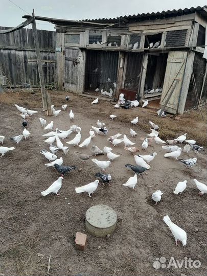 Бакинские голуби