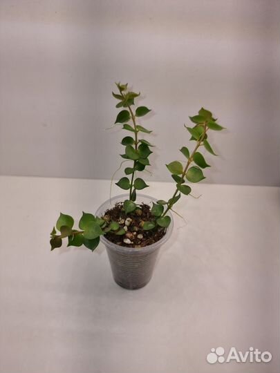 Дисхидия русифолия (миллион сердец)