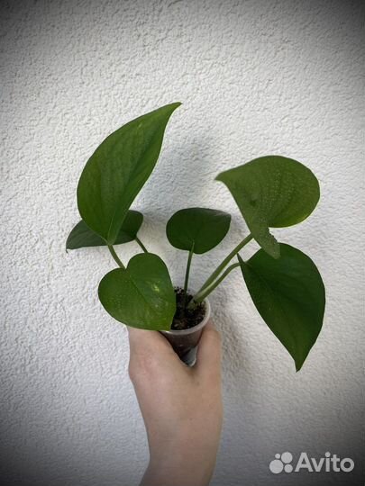 Сциндапсус эпипремнум