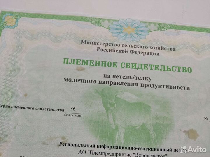 Тёлочка Голштинка